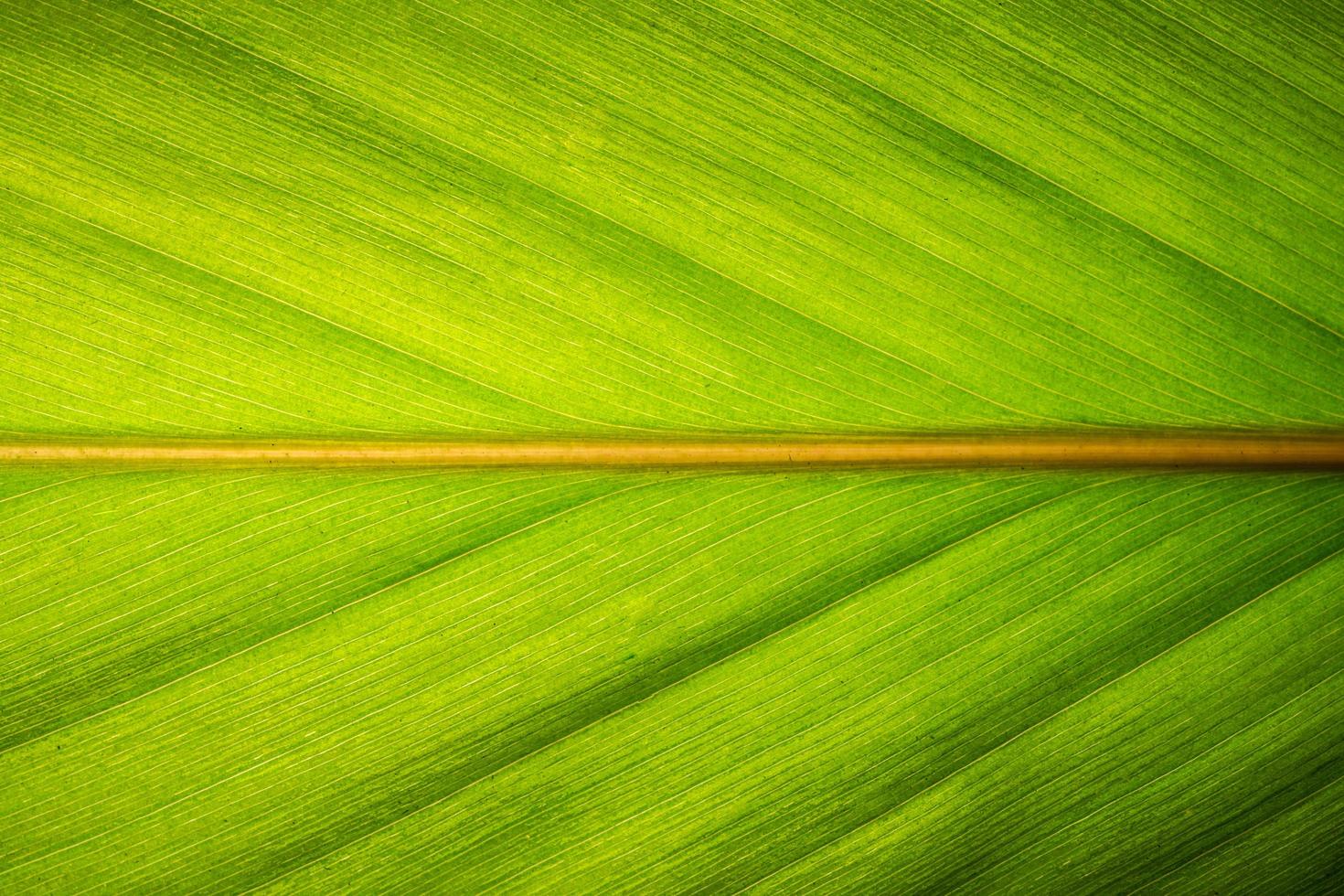 modello foglia verde foto