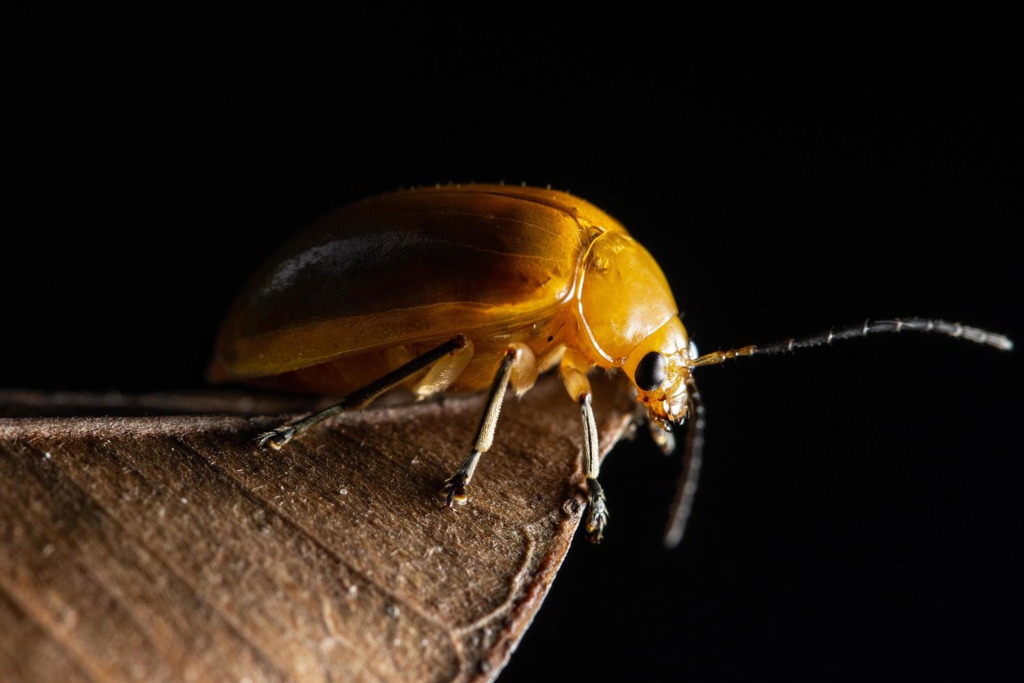 coccinella su un ramo foto