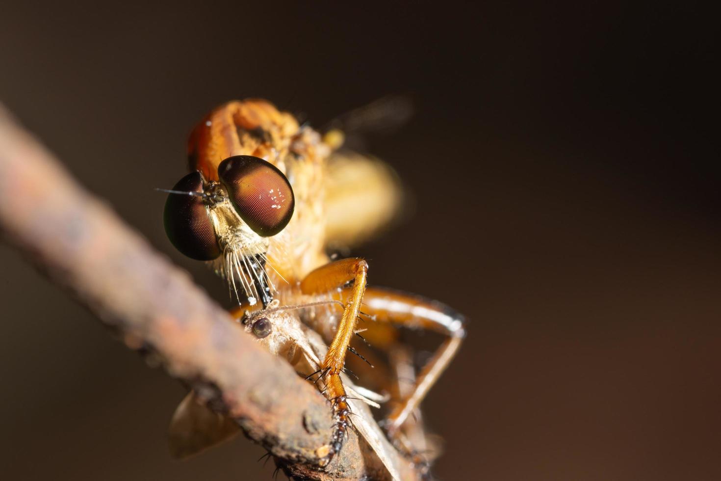 primo piano della mosca del rapinatore foto