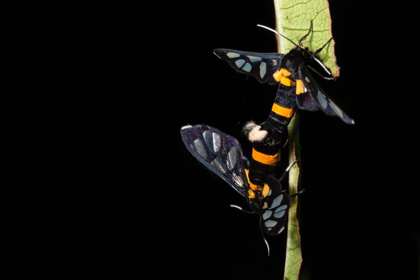 farfalle sulla pianta foto