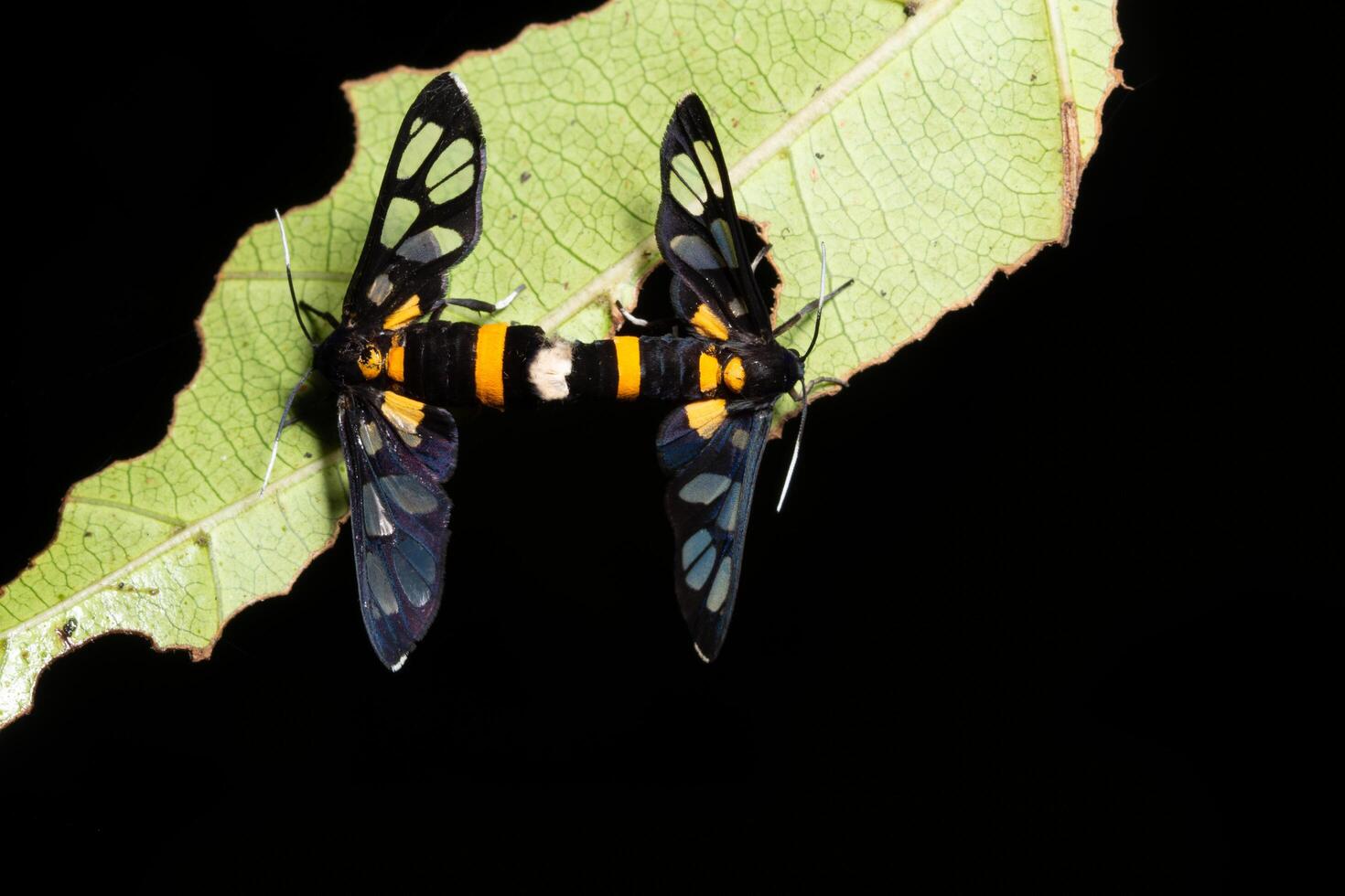 farfalle su una pianta foto