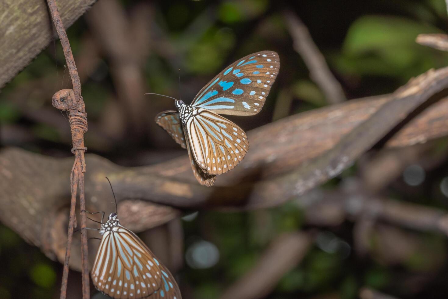 farfalle nella natura foto