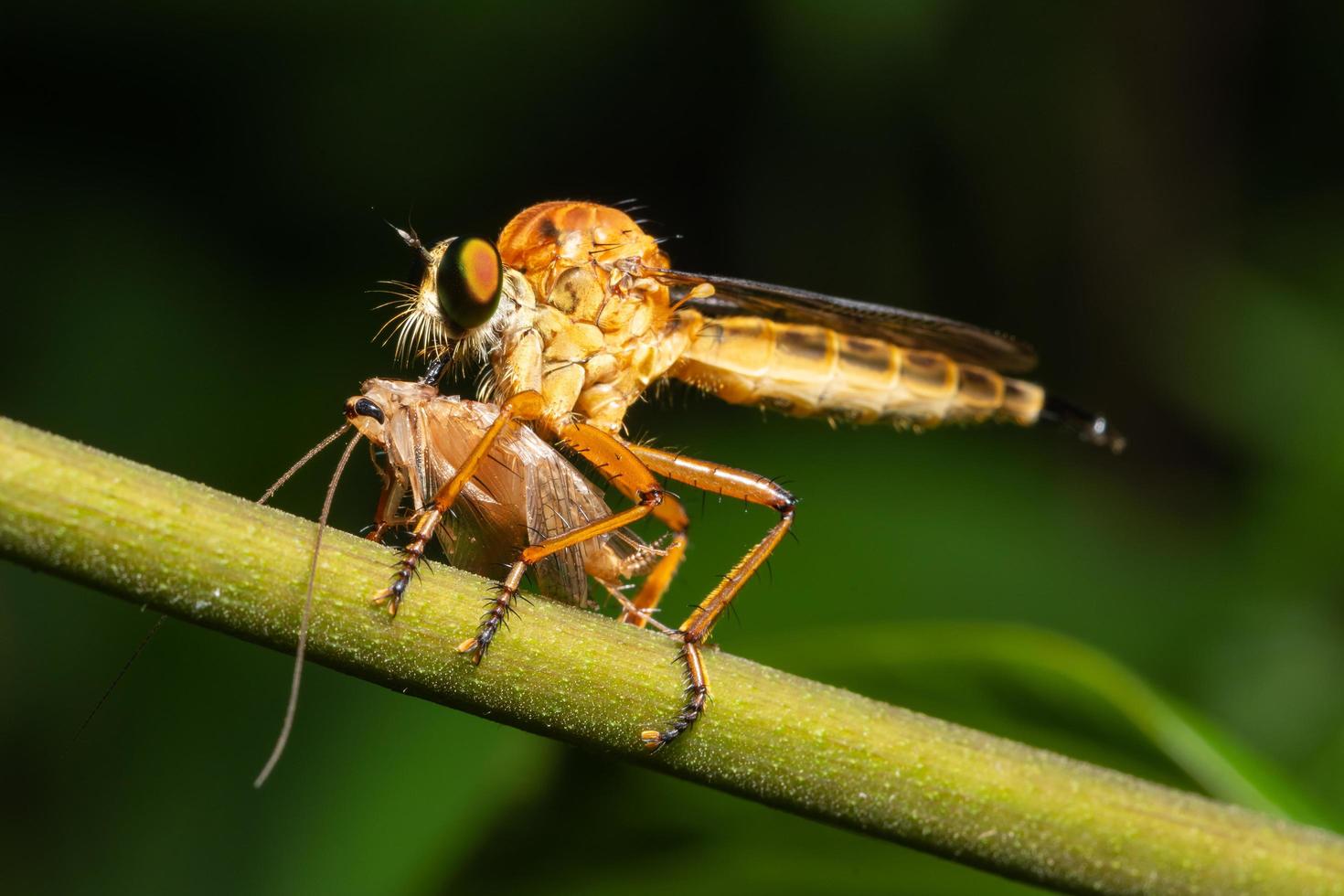 primo piano della mosca del rapinatore foto