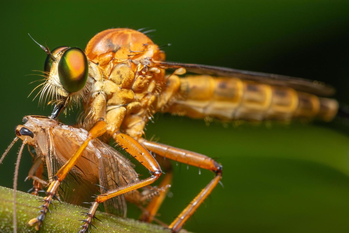 primo piano della mosca del rapinatore foto