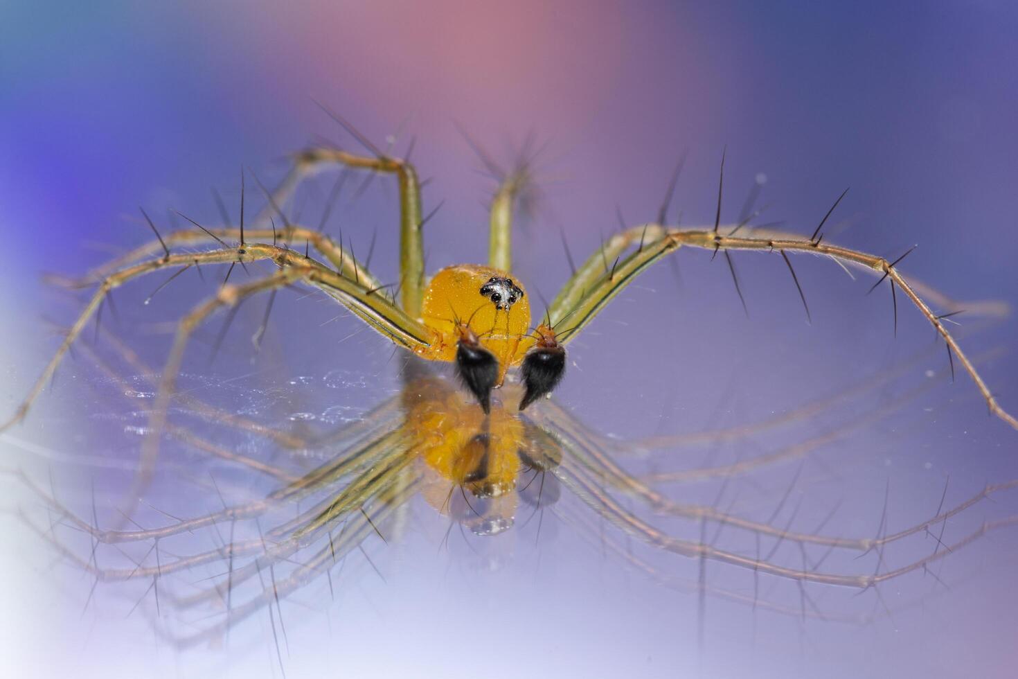 ragno su uno sfondo riflettente foto