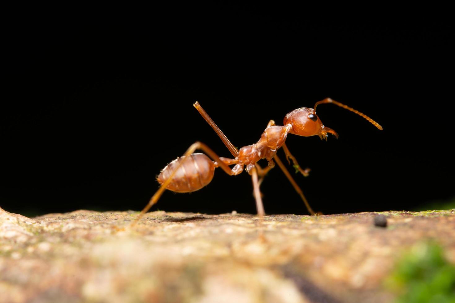 formica su una pianta foto