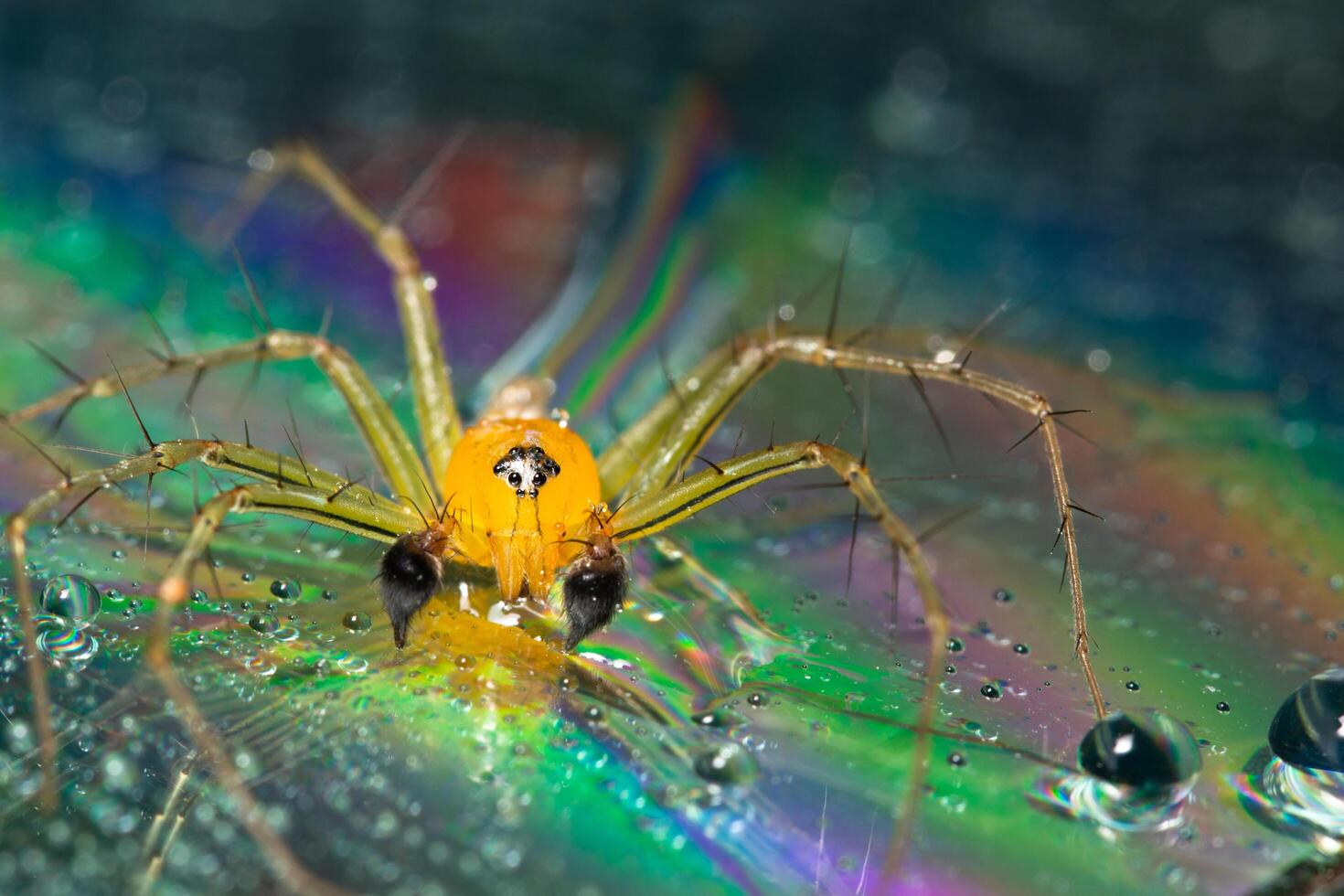 ragno su uno sfondo riflettente foto