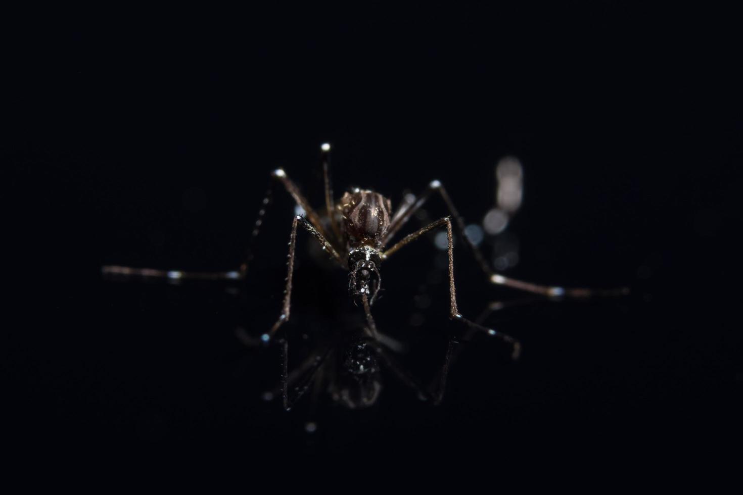 zanzara sullo specchio nero foto