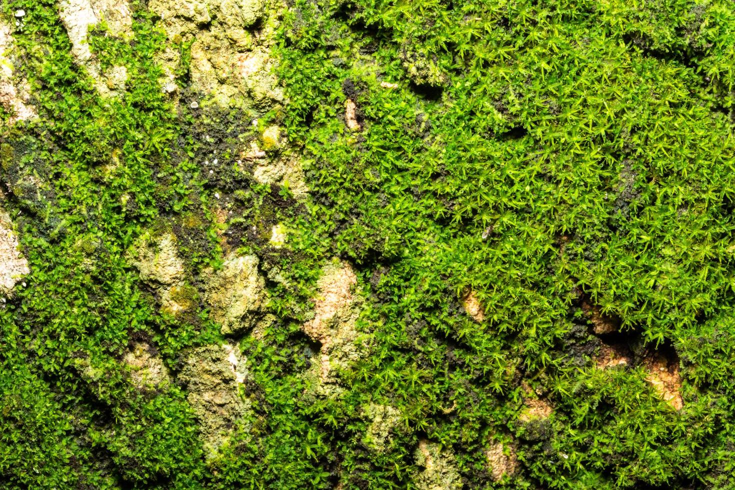 sfondo di corteccia verde foto