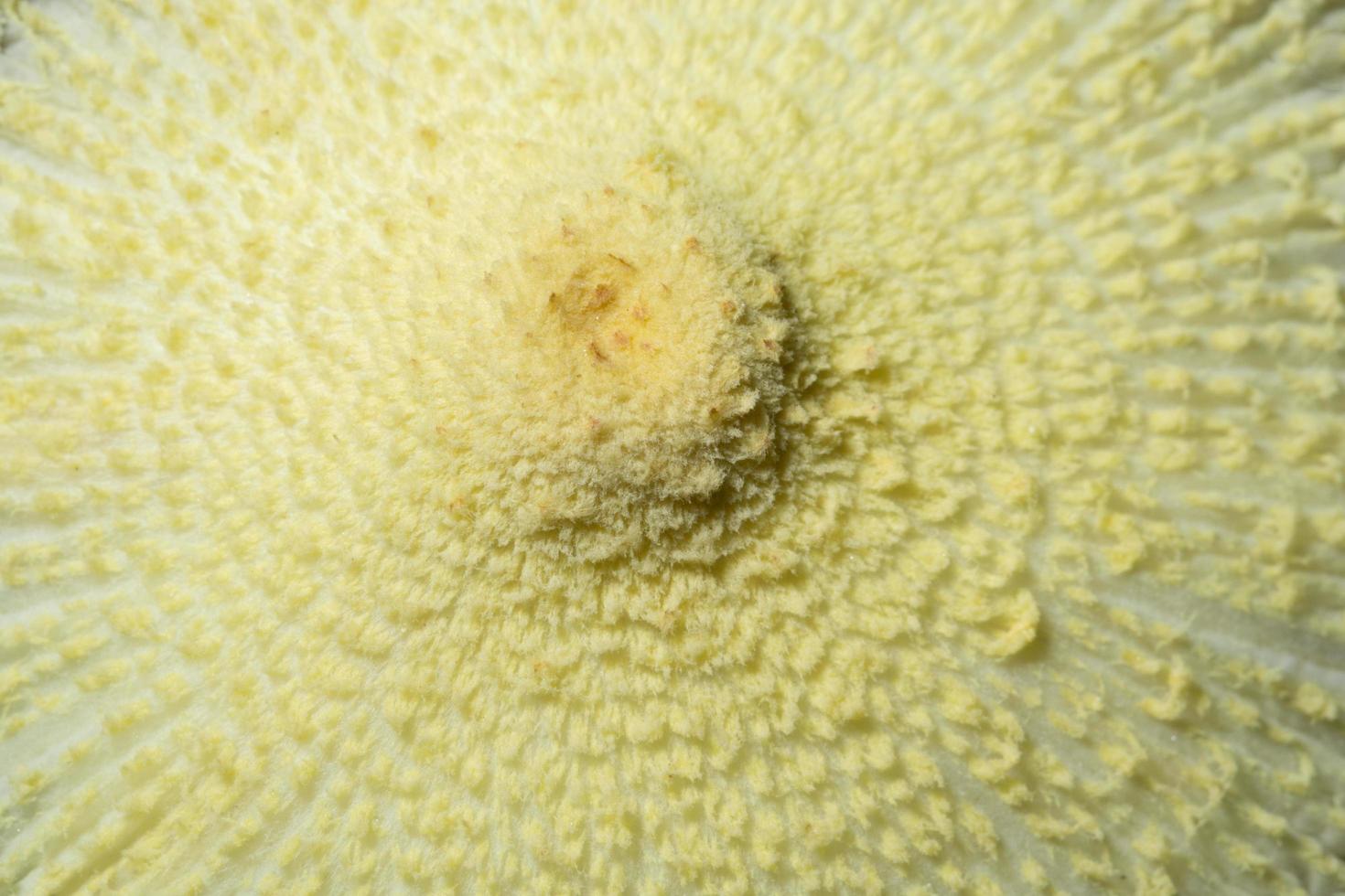 sfondo di superficie dei funghi foto