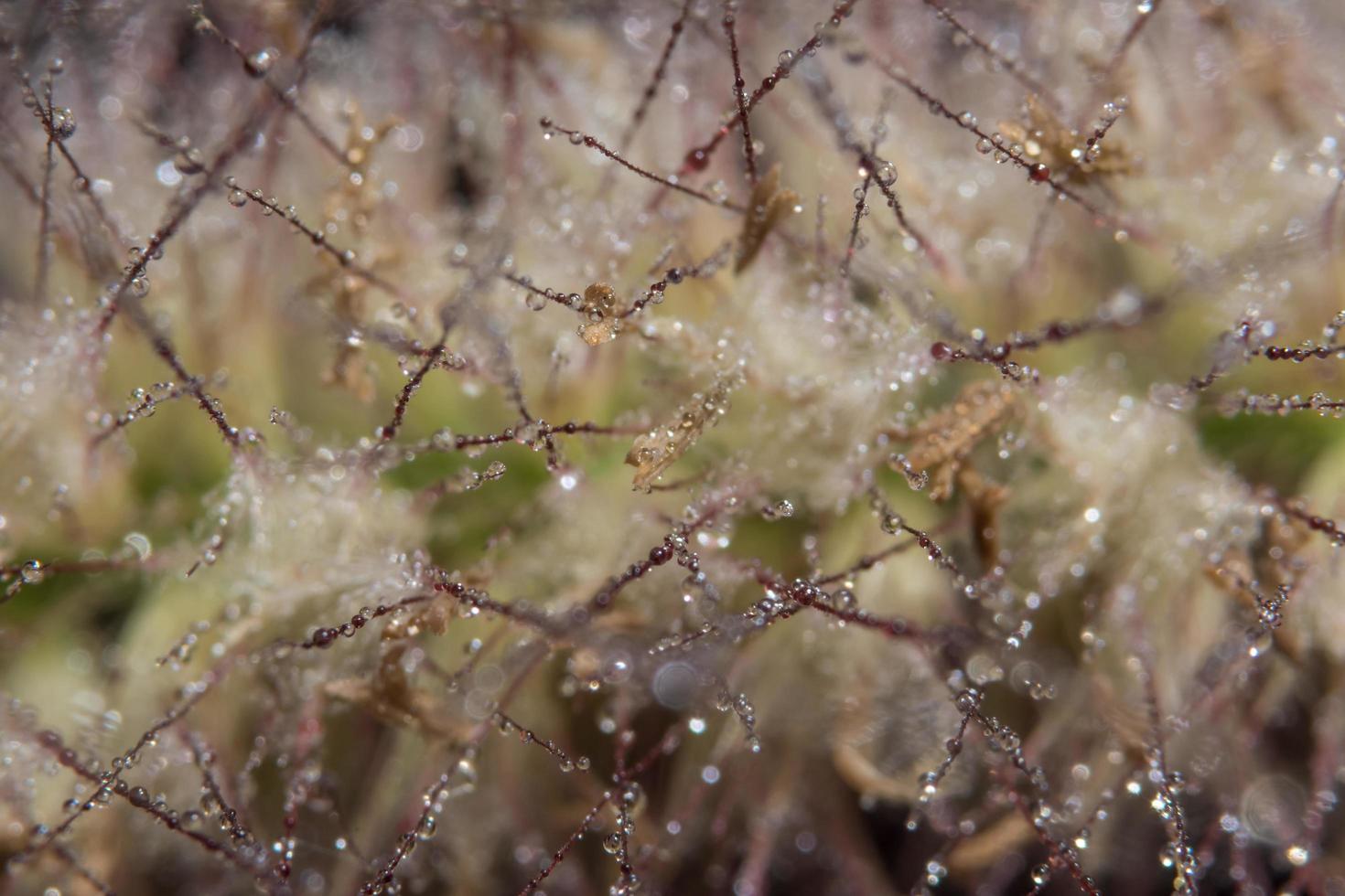 gocce d'acqua sui fiori di erba foto