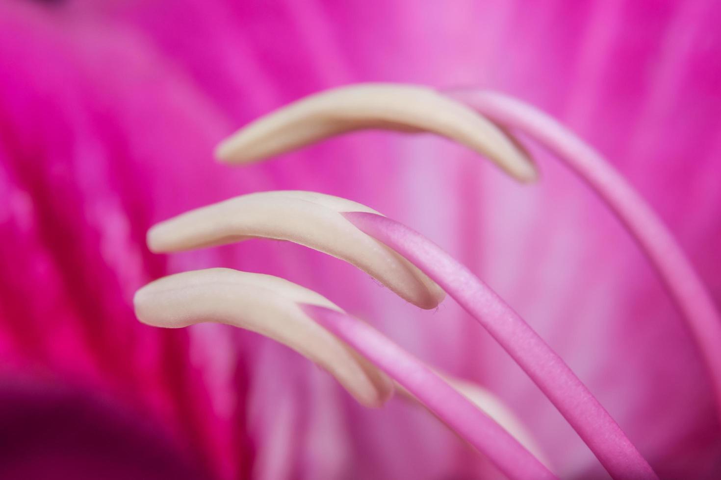 primo piano rosa del polline foto