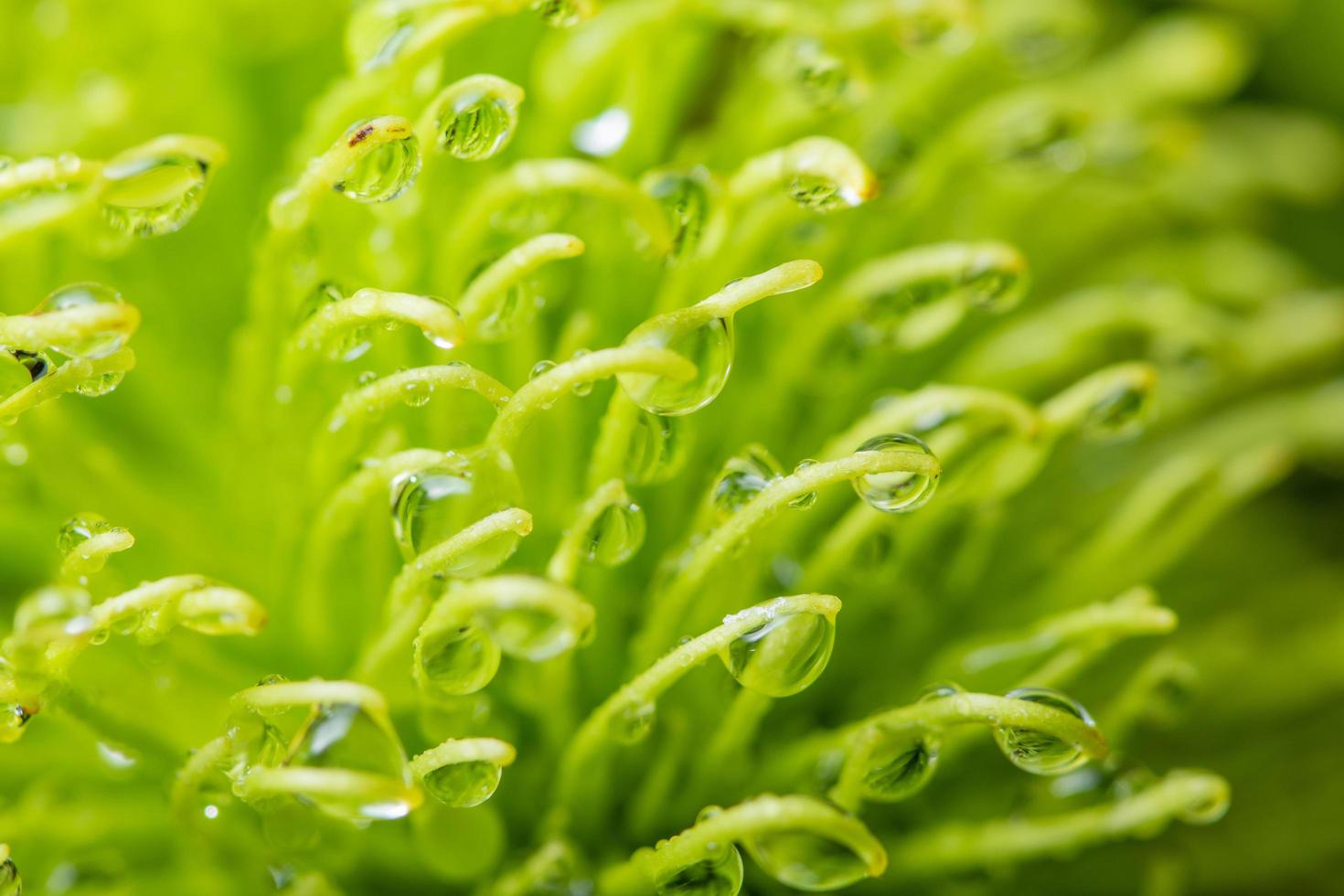 gocce d'acqua su una pianta foto