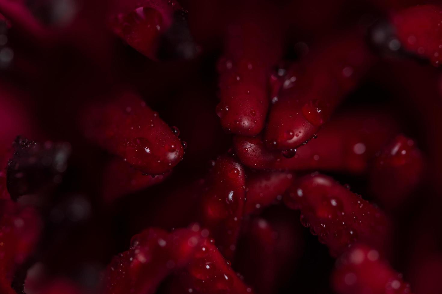 gocce d'acqua sui petali di loto foto