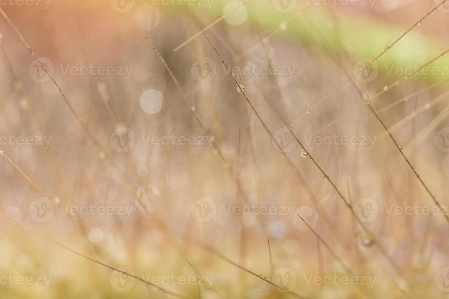 gocce d'acqua su fiori selvatici, sfondo sfocato foto