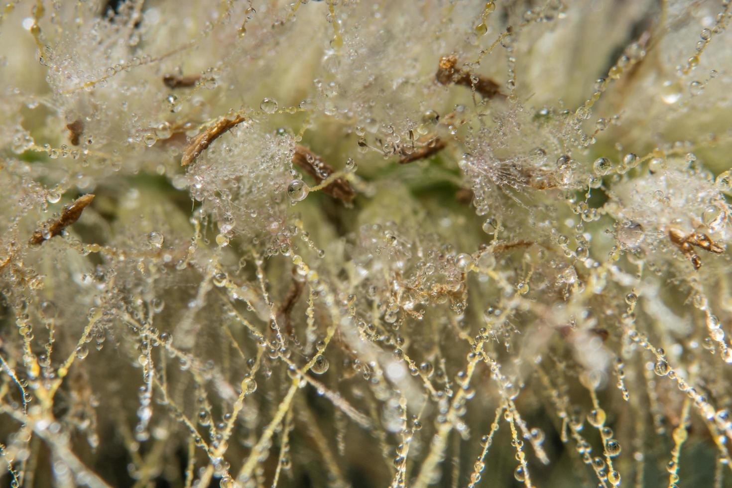 gocce d'acqua sul fiore di pennisetum, close-up foto