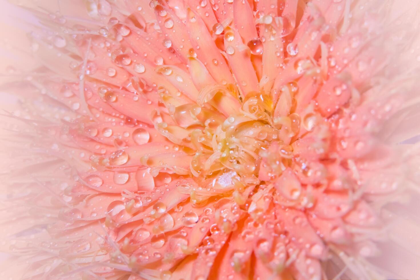 gocce d'acqua su petali di fiori rosa foto