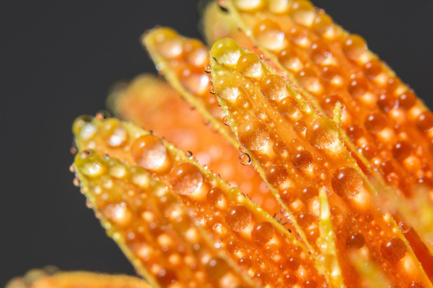 gocce d'acqua su petali di fiori d'arancio, close-up foto