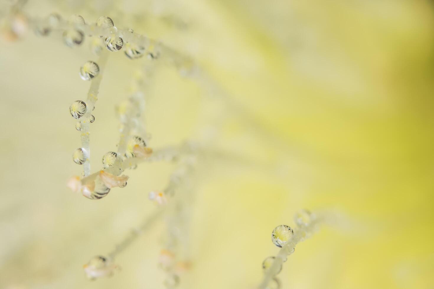 gocce d'acqua su petali di fiori gialli foto