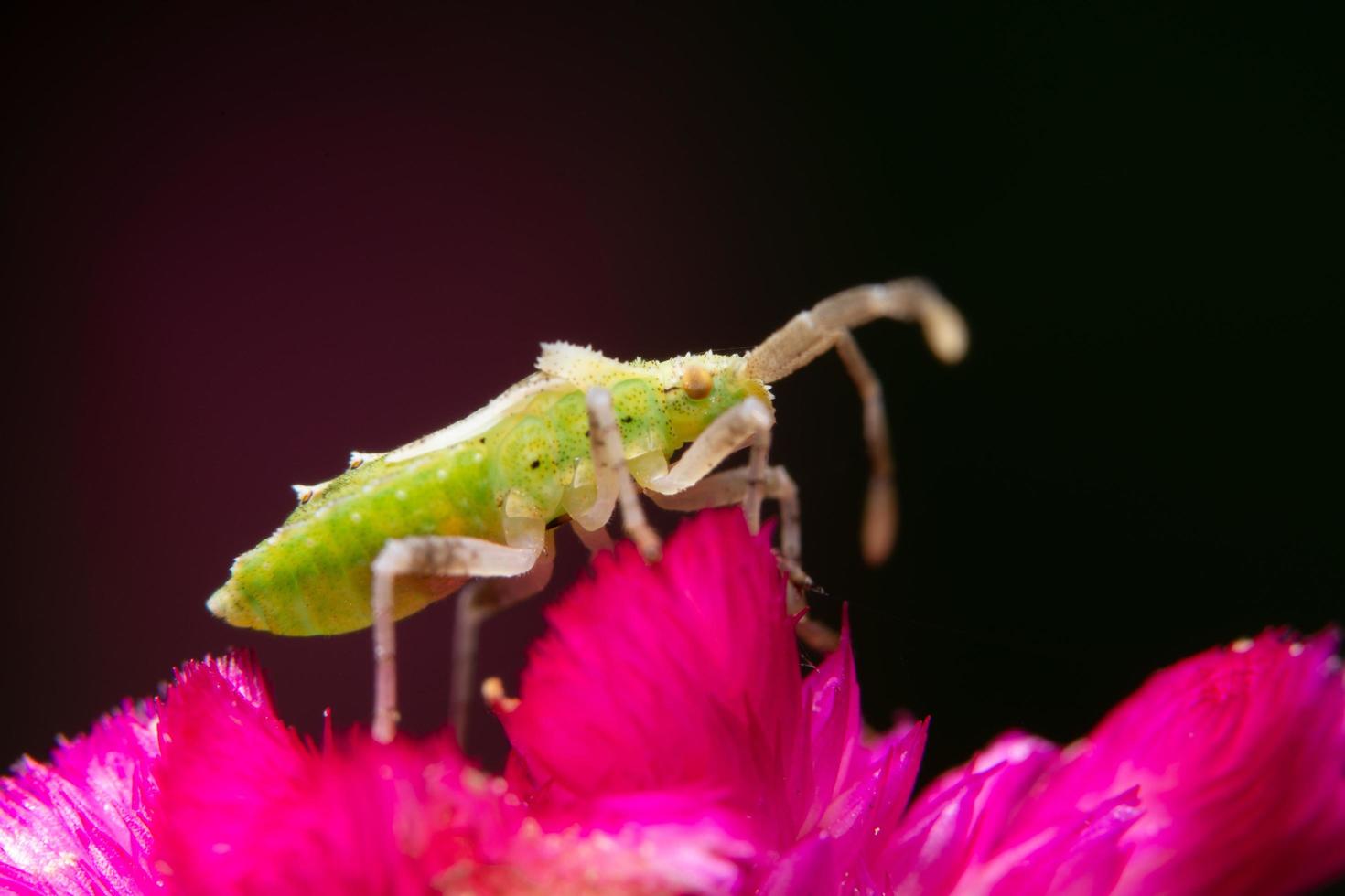 bug assassino marrone su un fiore foto