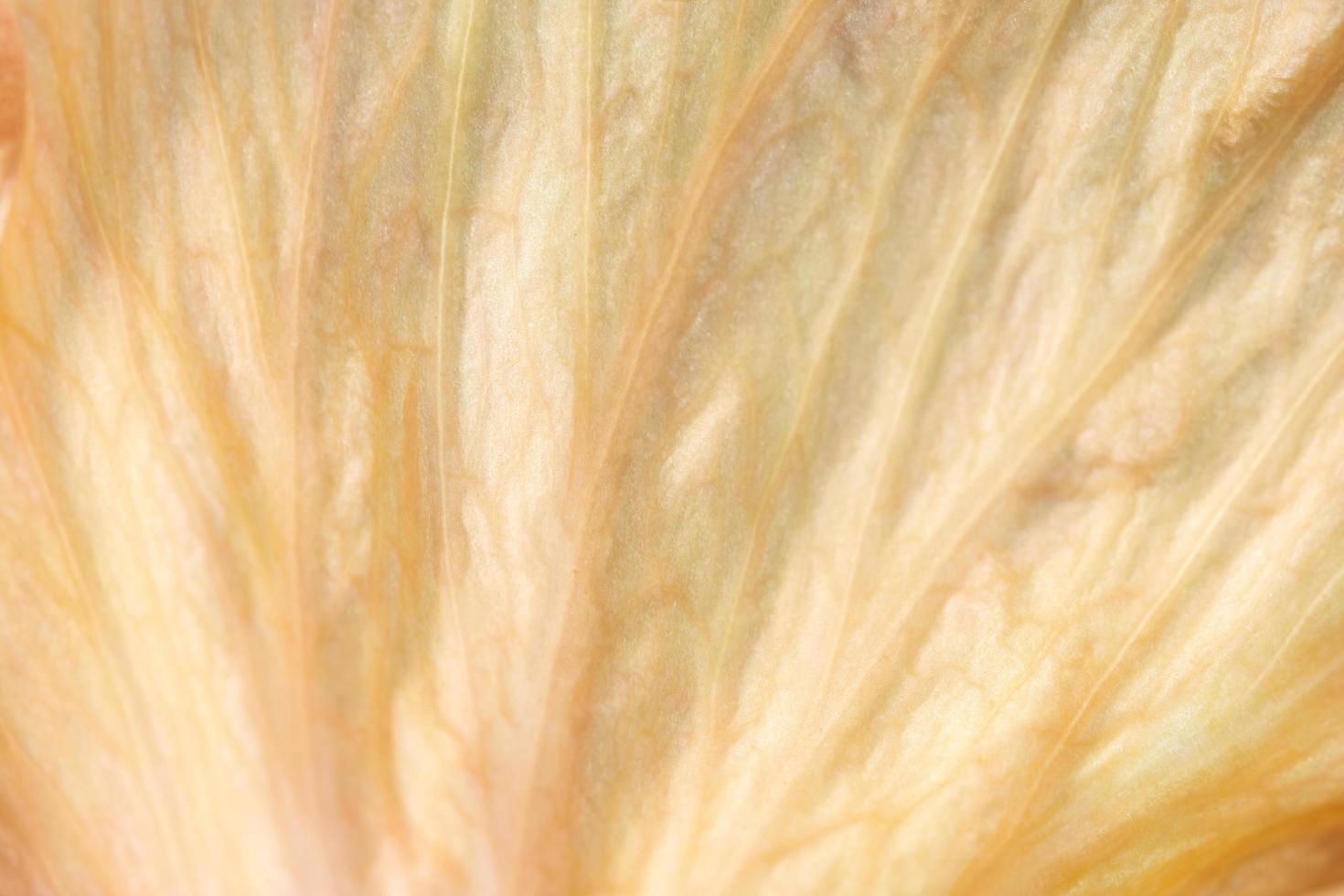 petali di fiori d'arancio foto