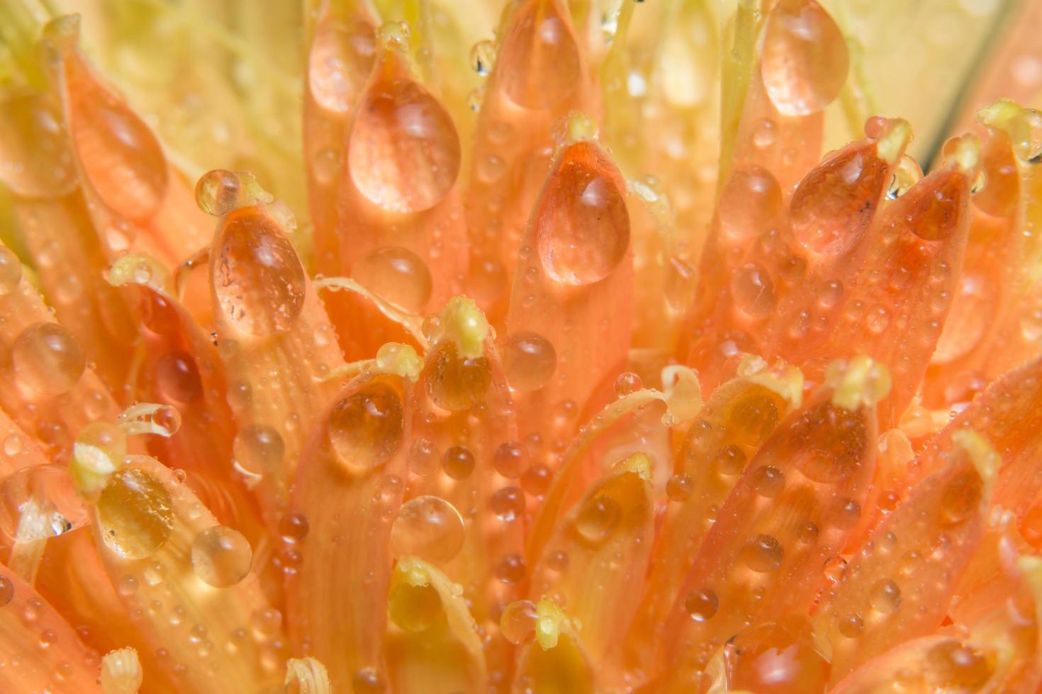 goccioline d'acqua sui petali di fiori foto