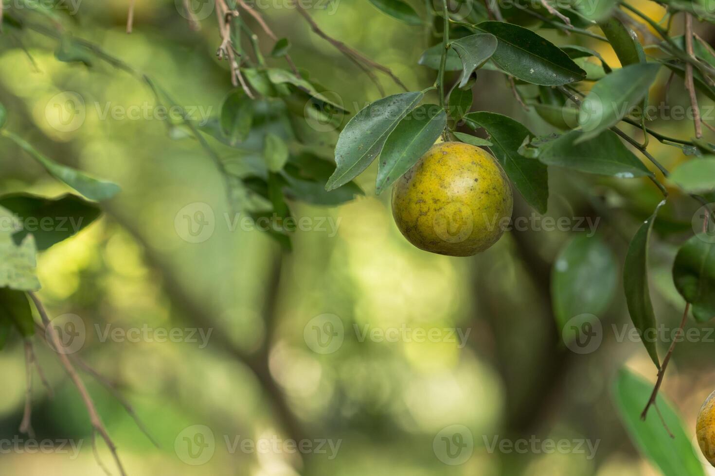 arancione sull'albero foto