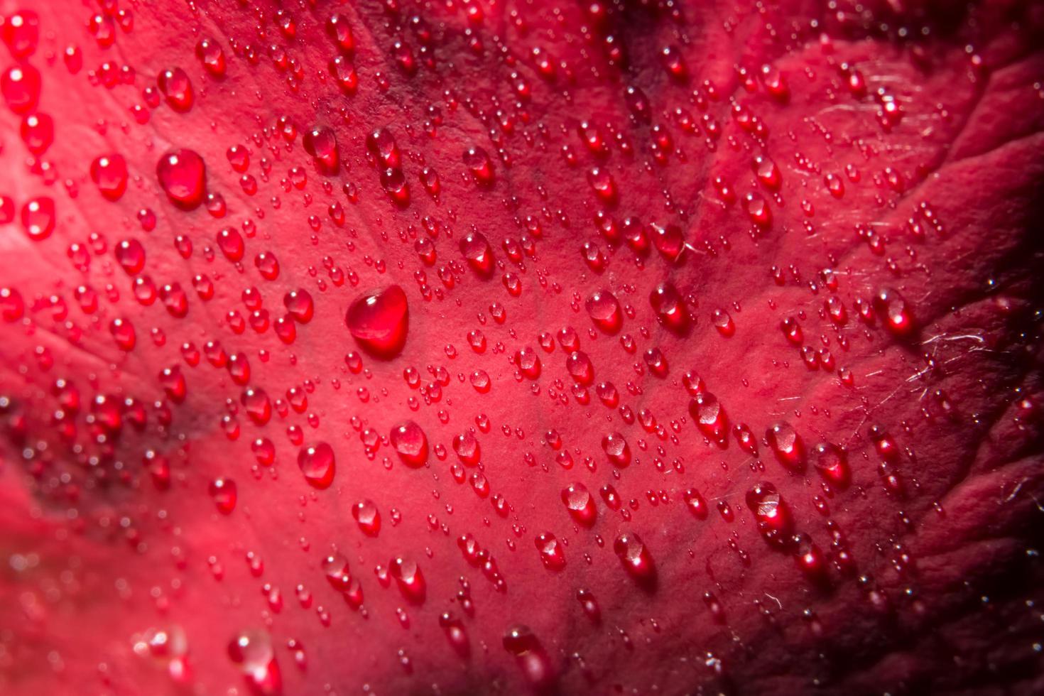 gocce d'acqua su una rosa rossa foto