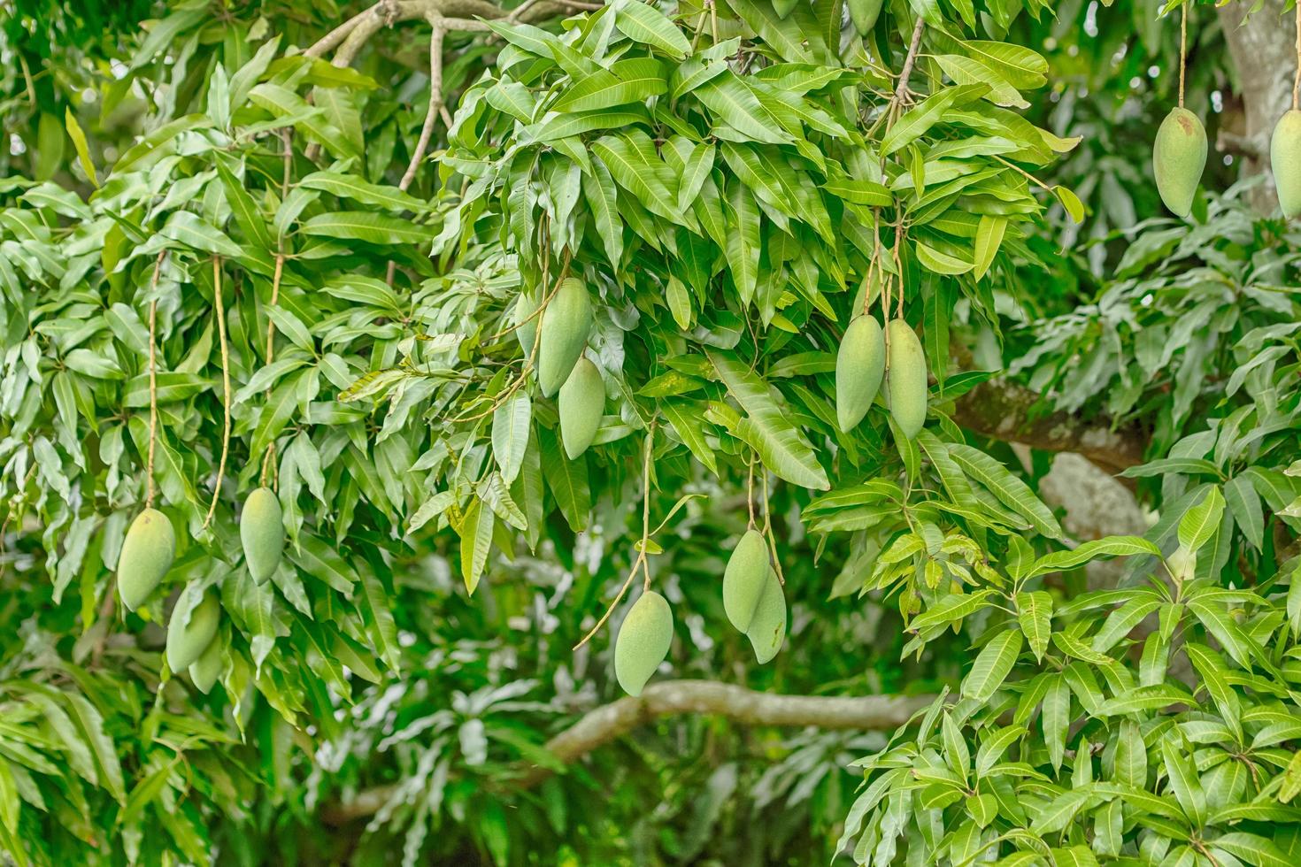 frutti di mango sull'albero foto