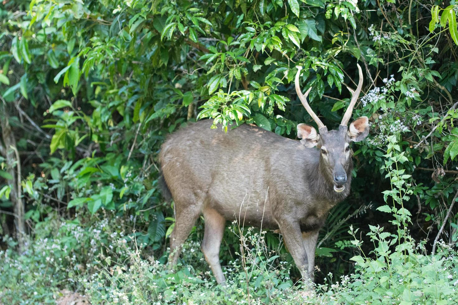 cervo sambar nel parco nazionale khao yai foto