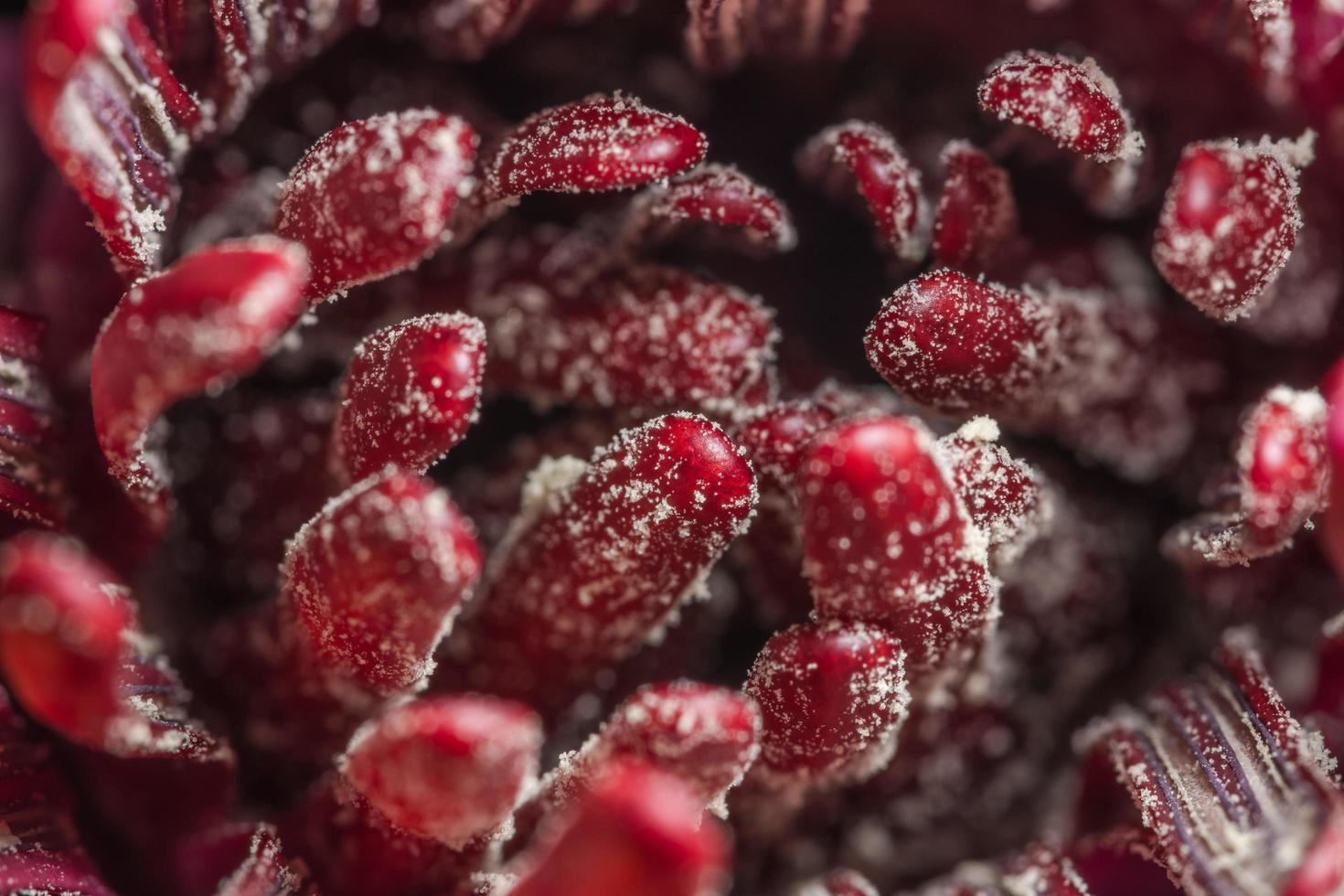 primo piano del fiore di loto rosso foto