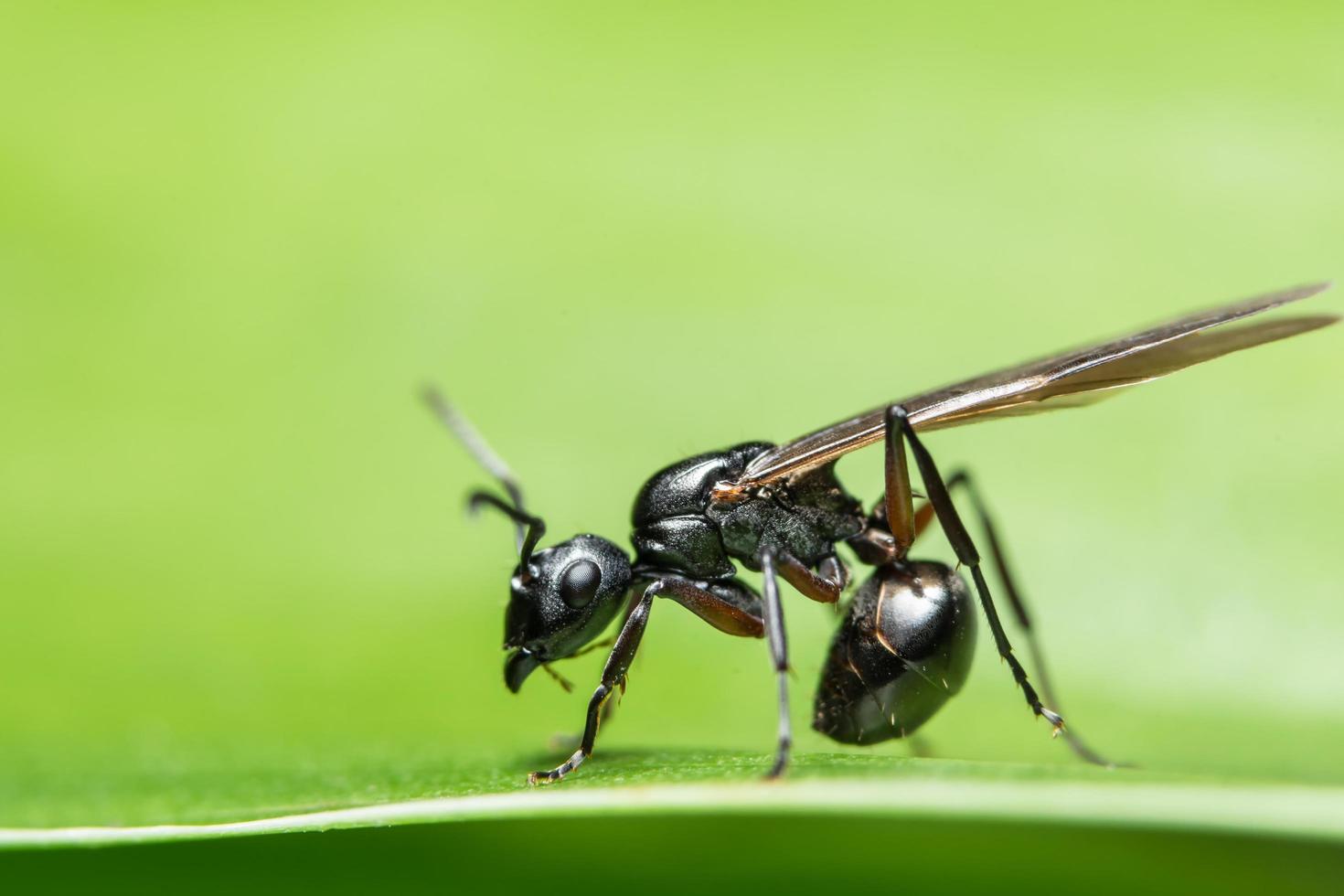 formica con le ali, primo piano foto