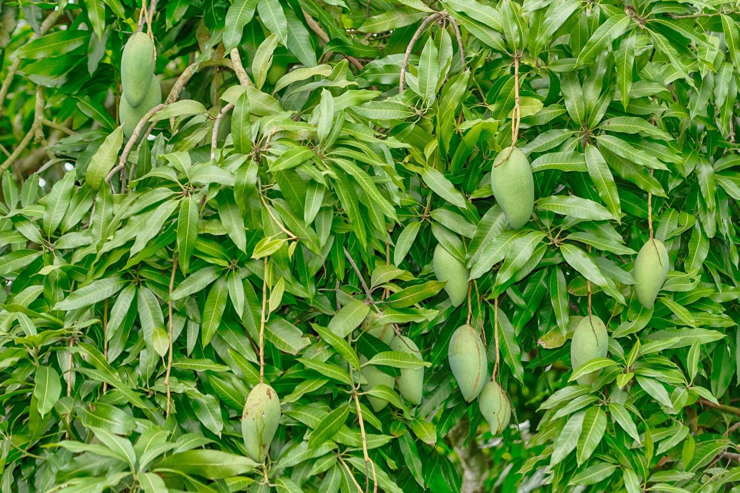 frutti di mango sull'albero foto