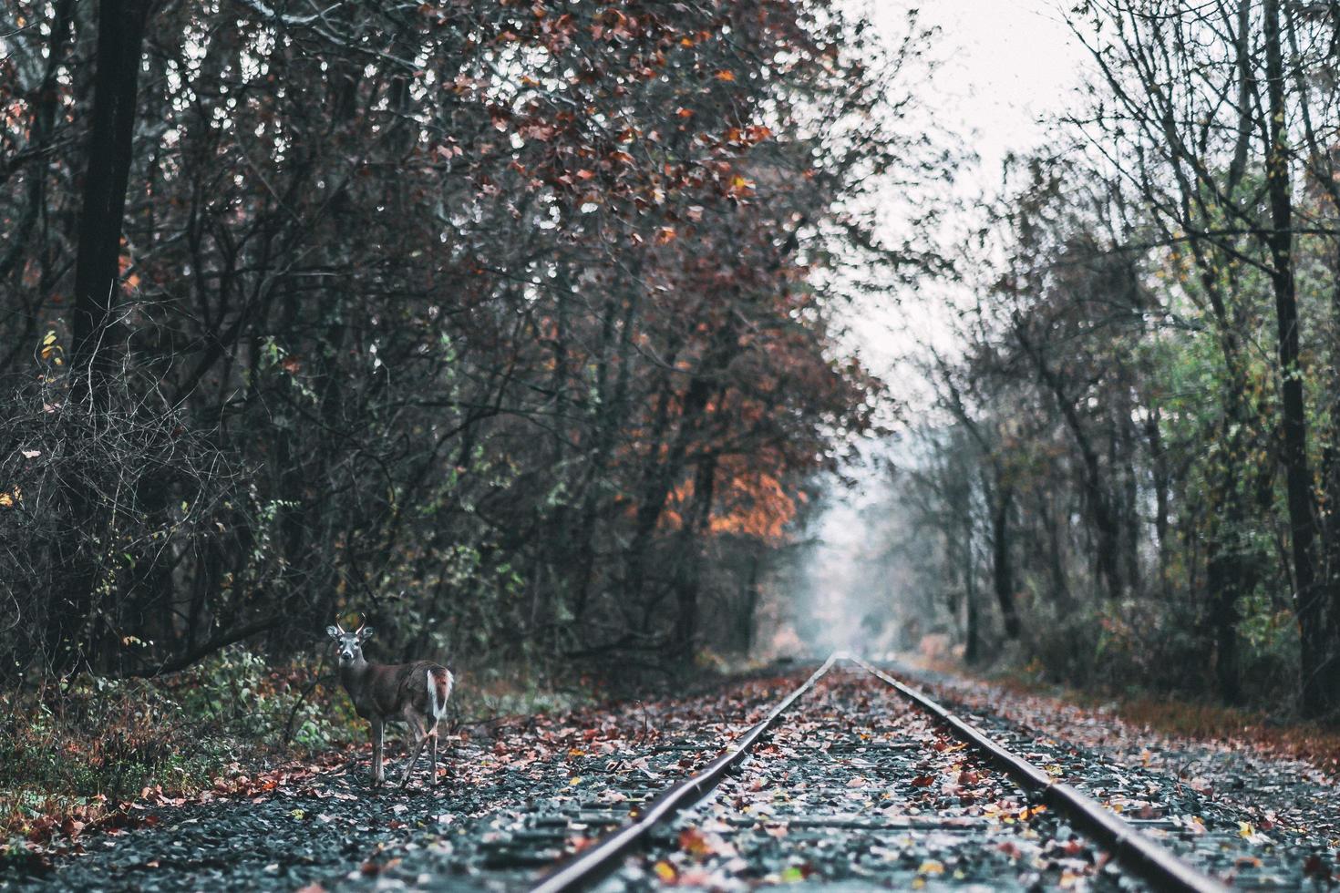 cervo vicino ai binari del treno foto