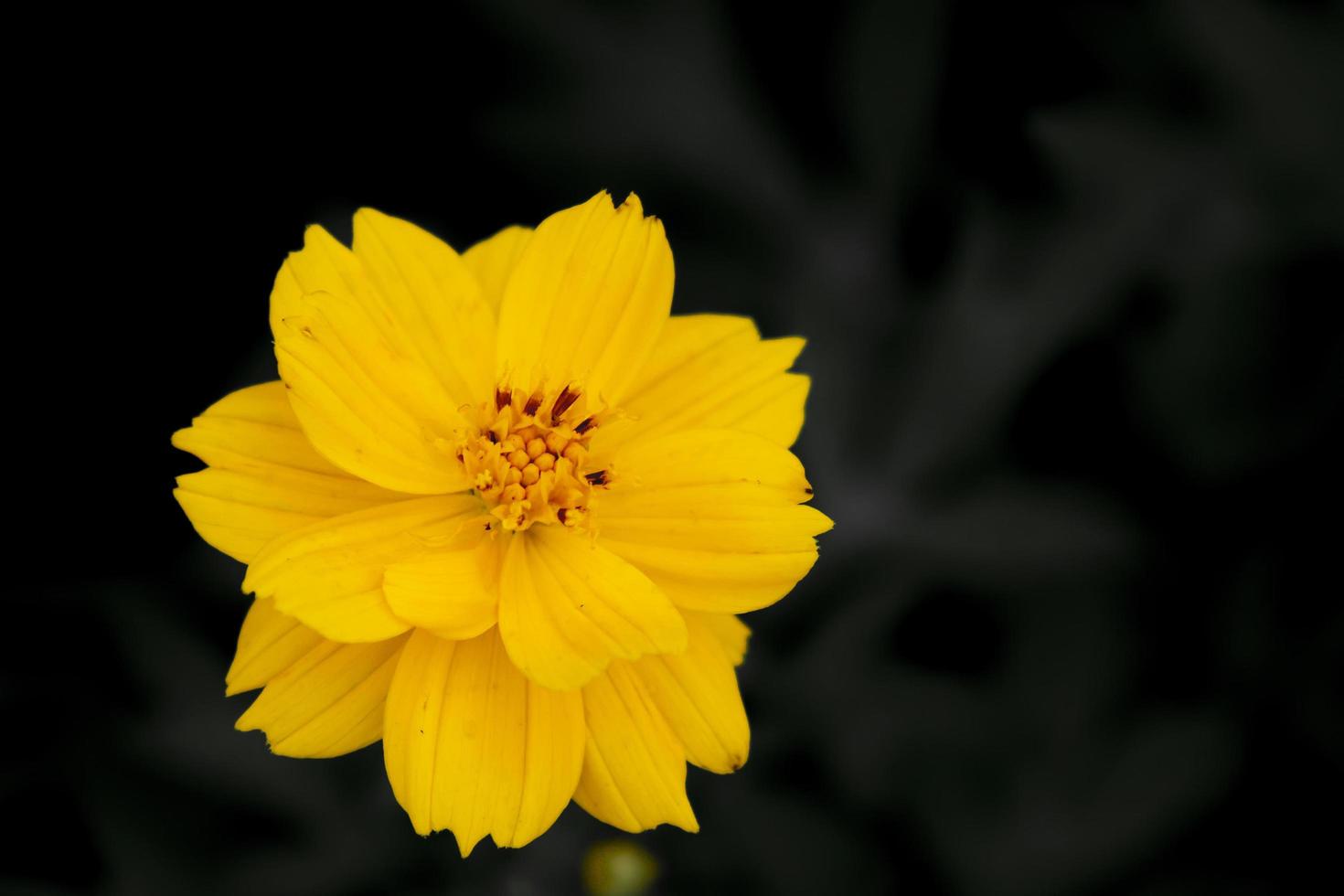 vicino sfondo giallo fiore cosmo. foto