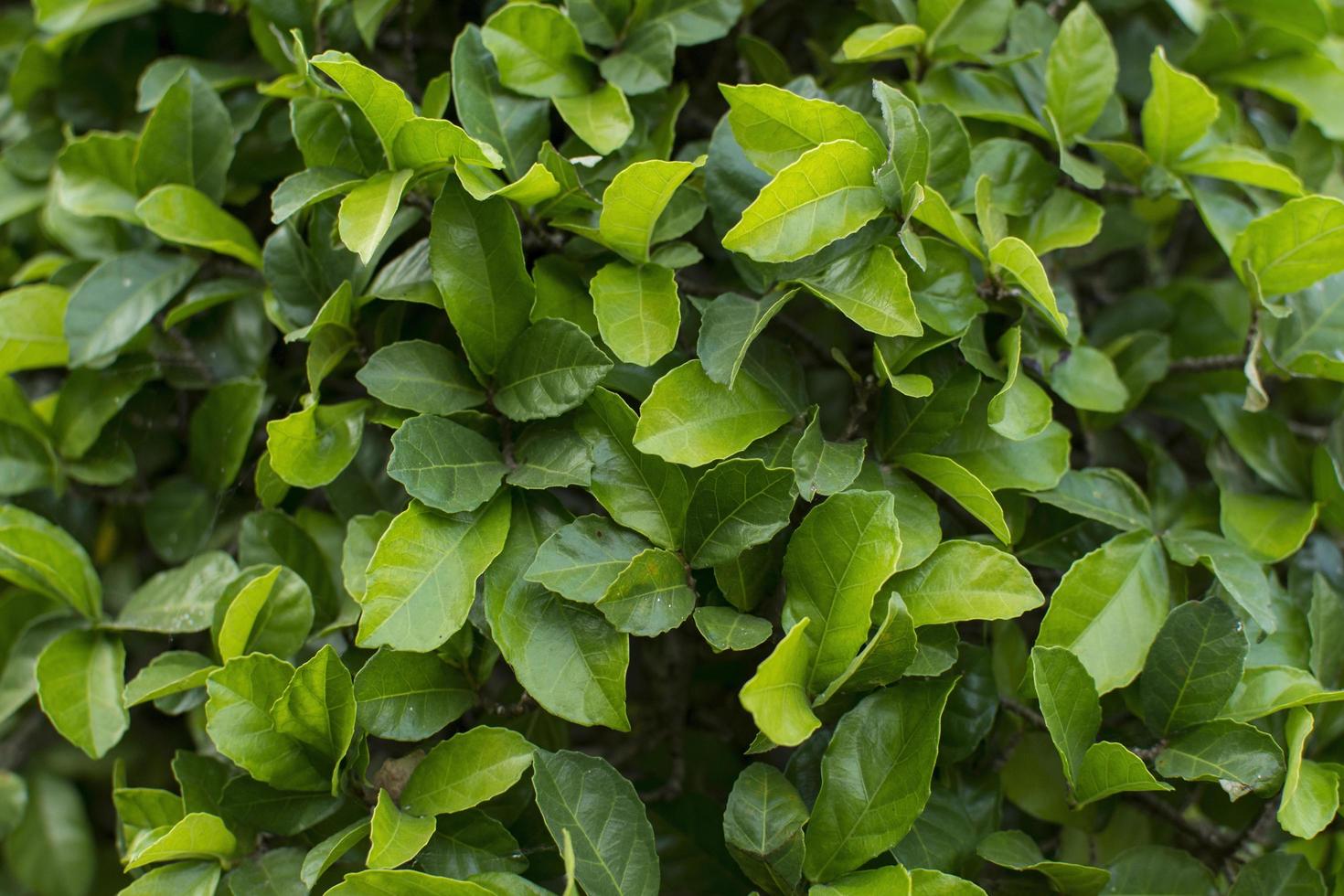 le foglie verdi sullo sfondo. foto