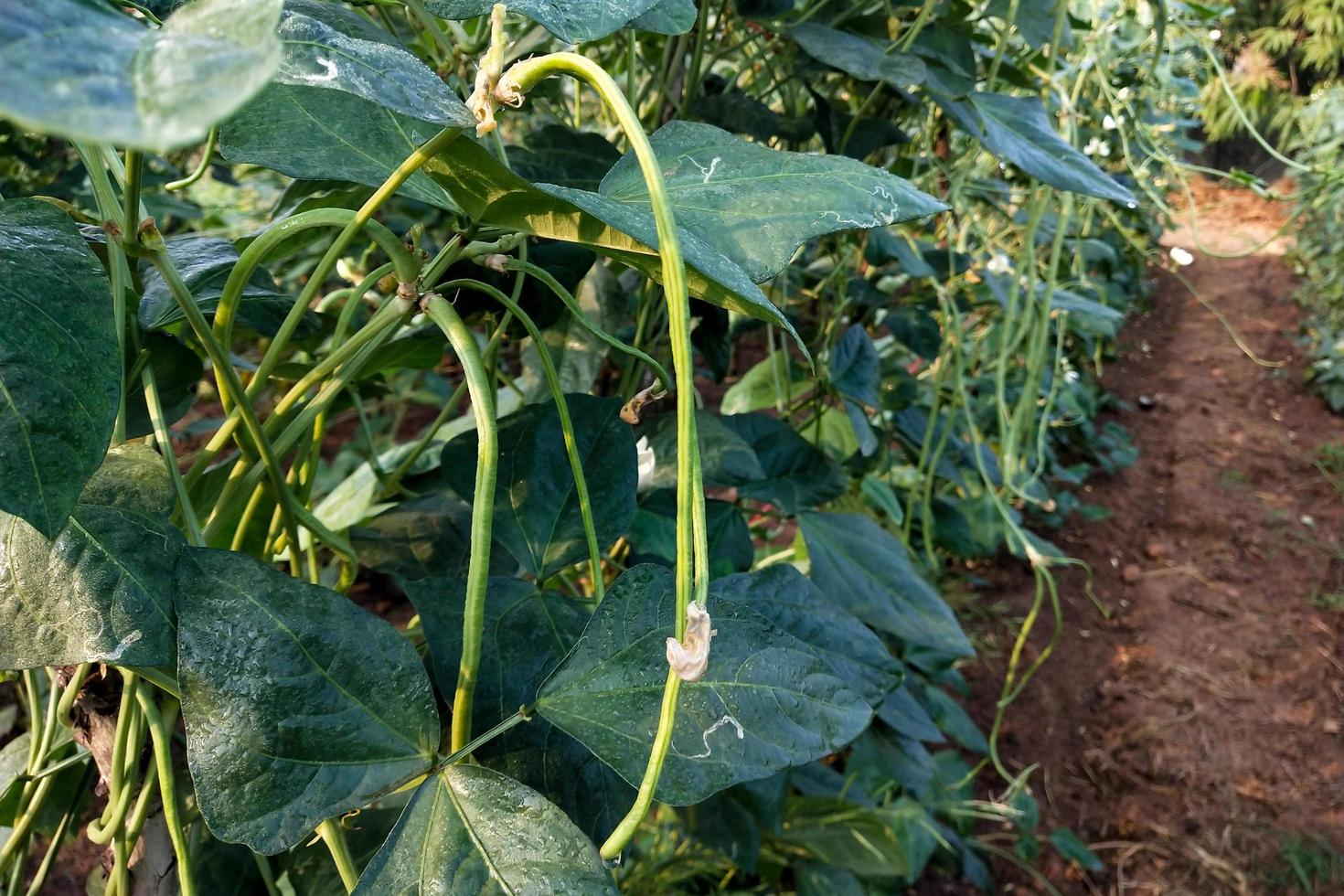 fagioli lunghi in un giardino foto