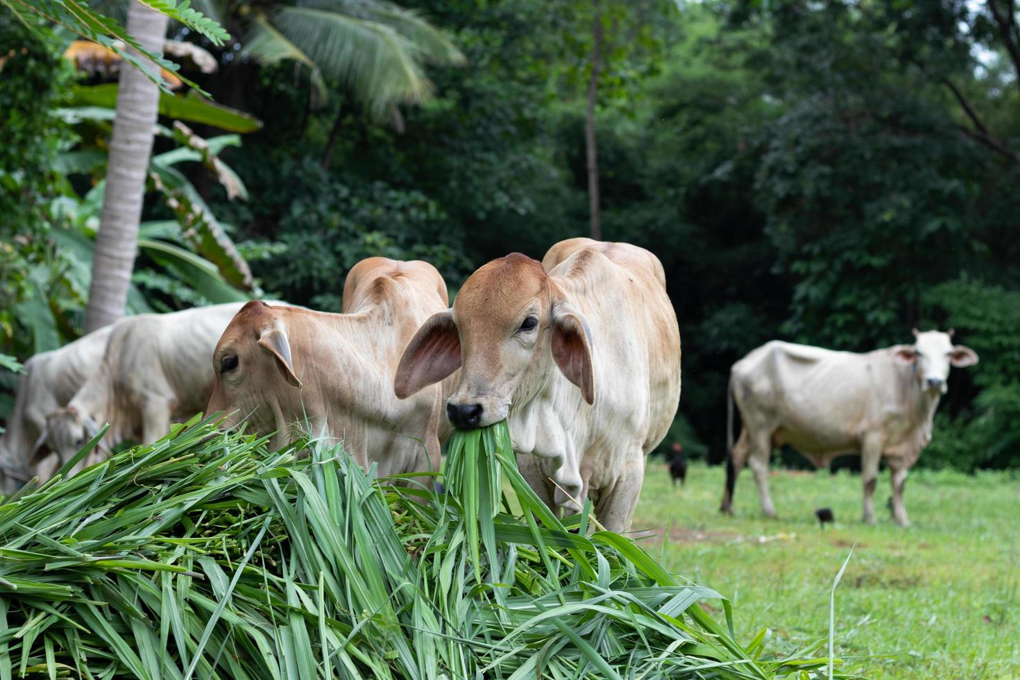 mucche che mangiano erba foto