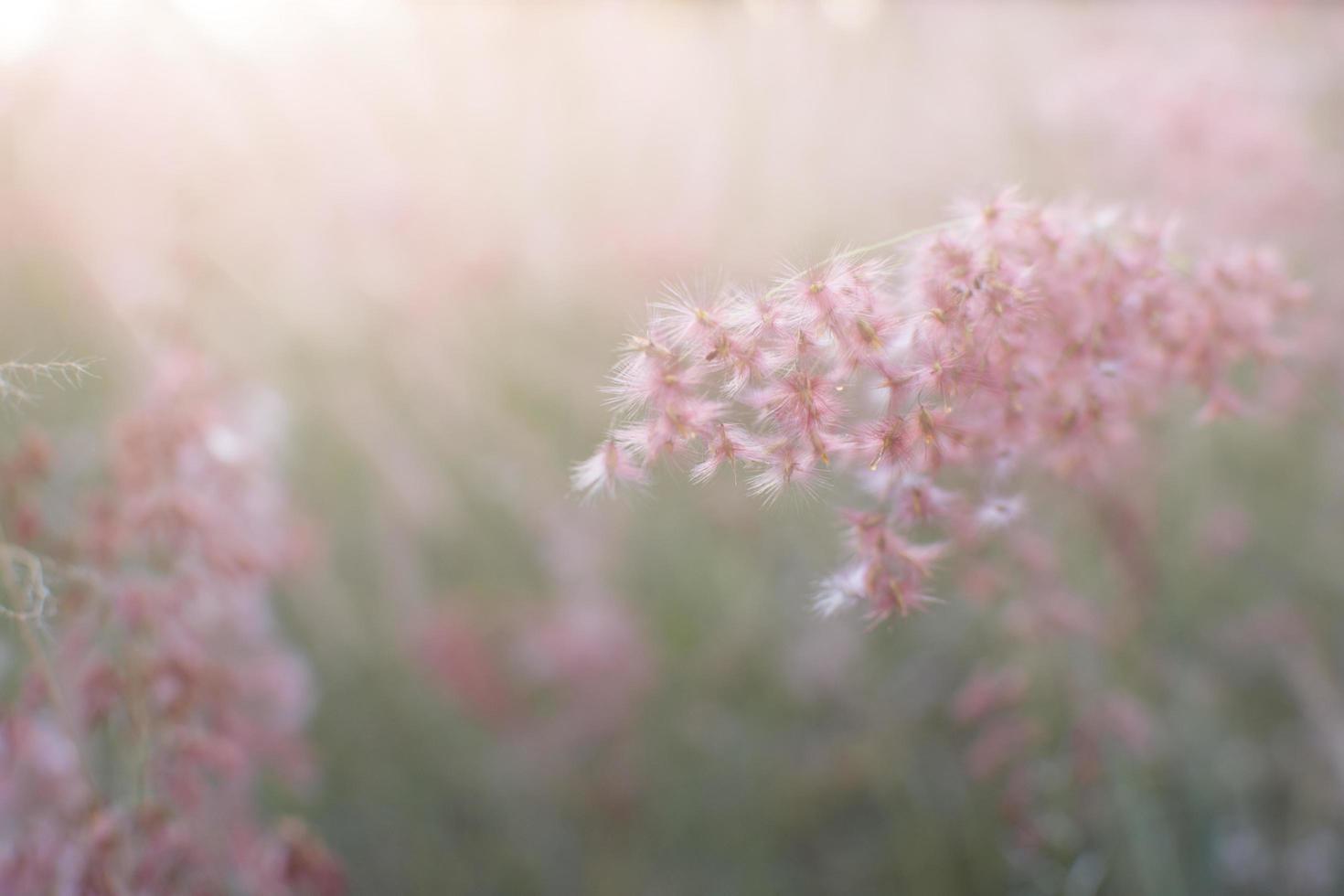 fiori rosa con luce soffusa foto