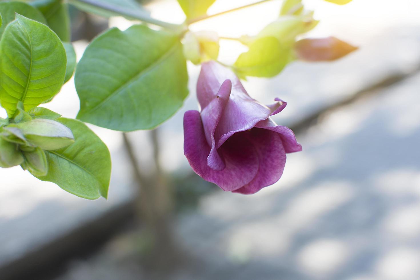 fiore di allamanda blanchetii con luce soffusa. foto