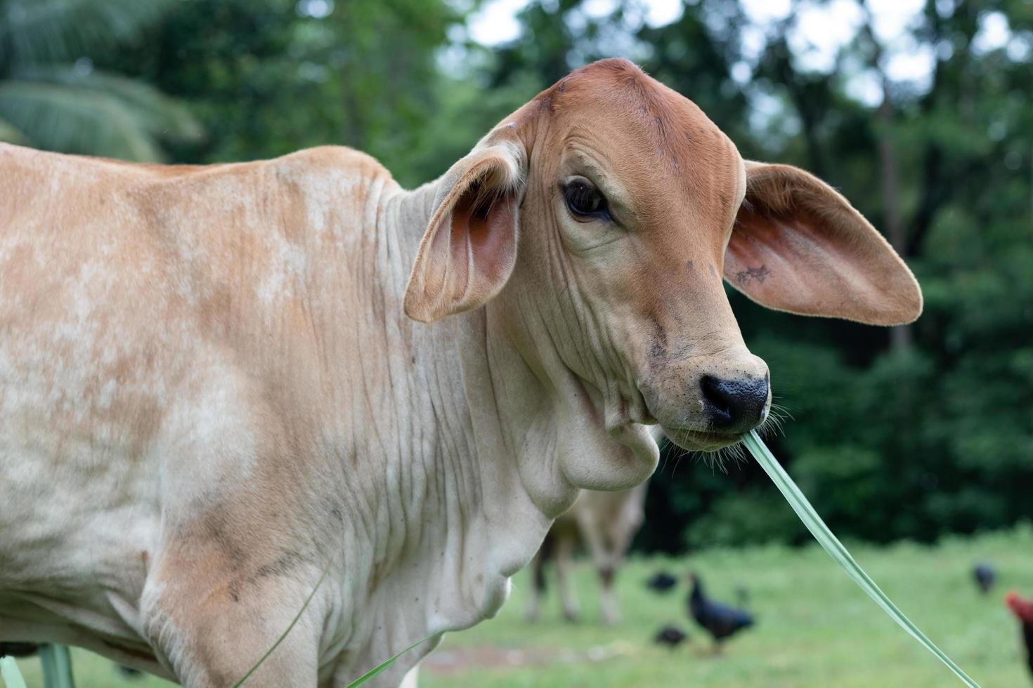 Close up di giovane mucca mangiare erba. foto