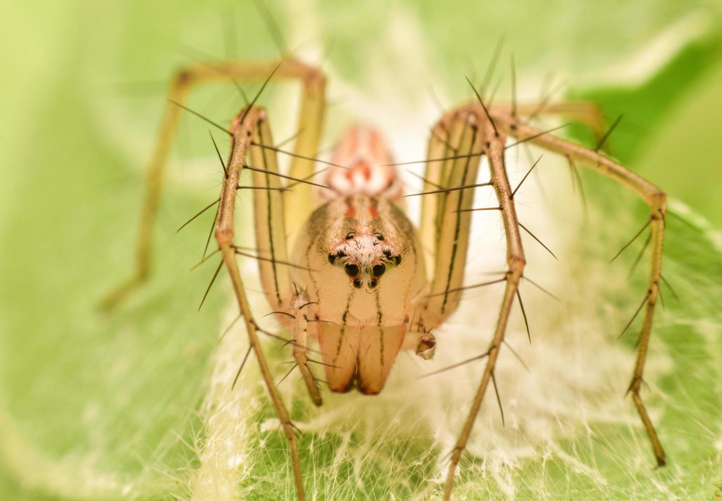 macro di ragno marrone foto