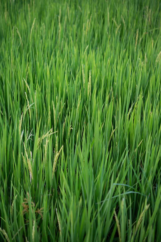 primo piano del campo di riso verde giallo foto