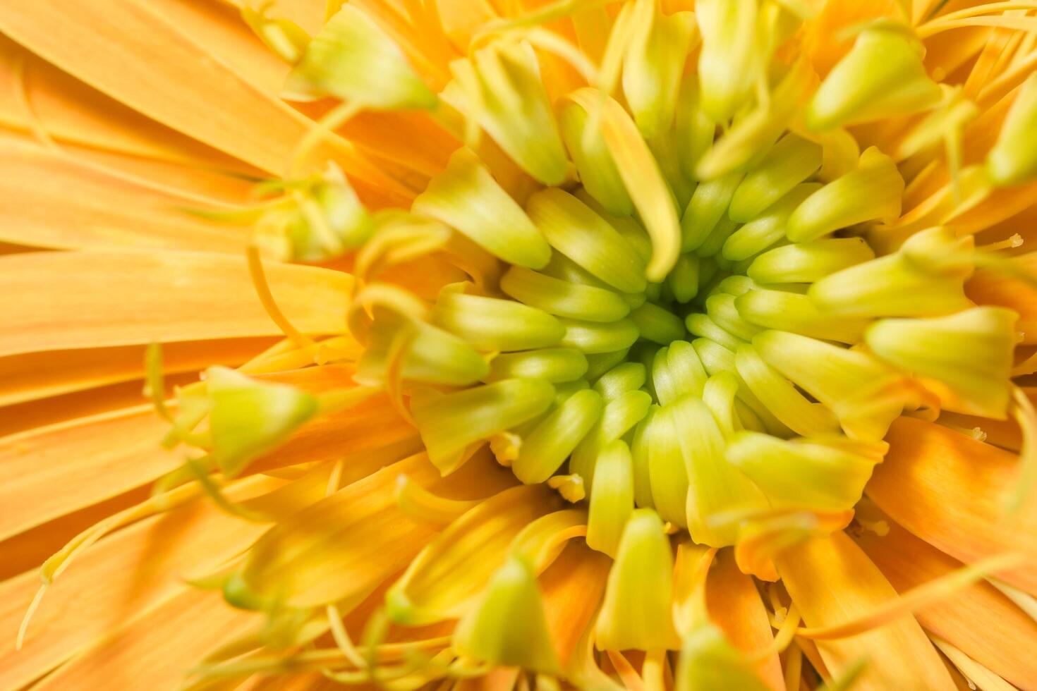 primo piano del fiore di arancia foto