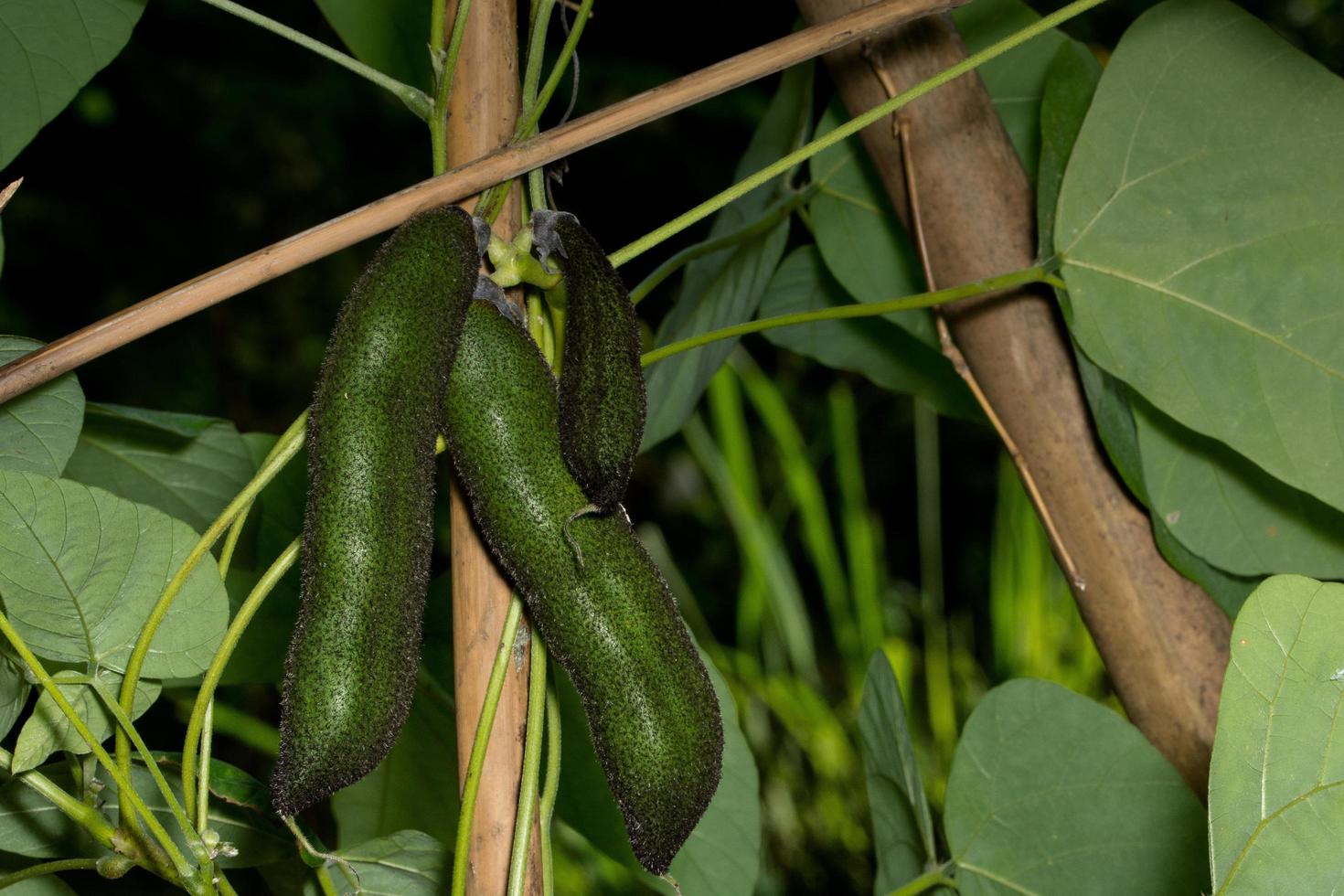 primo piano di mucuna pruriens foto