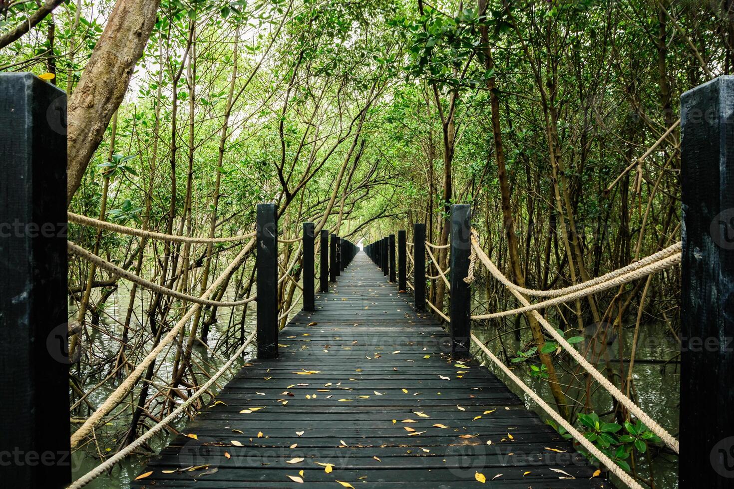 passerella nella foresta di mangrovie foto