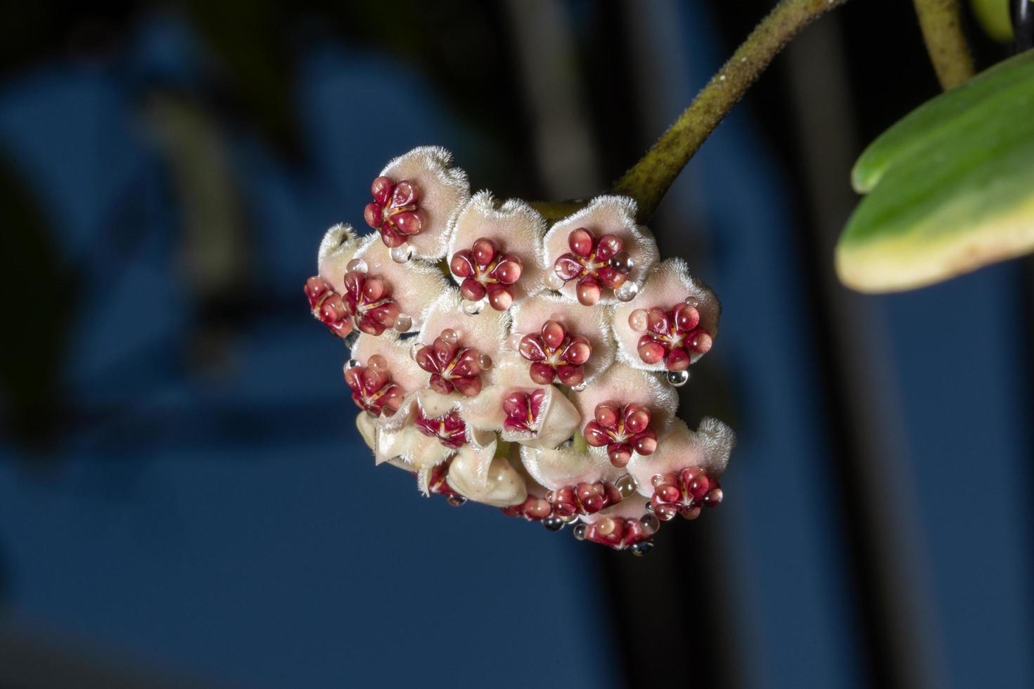 primo piano del fiore di hoya foto