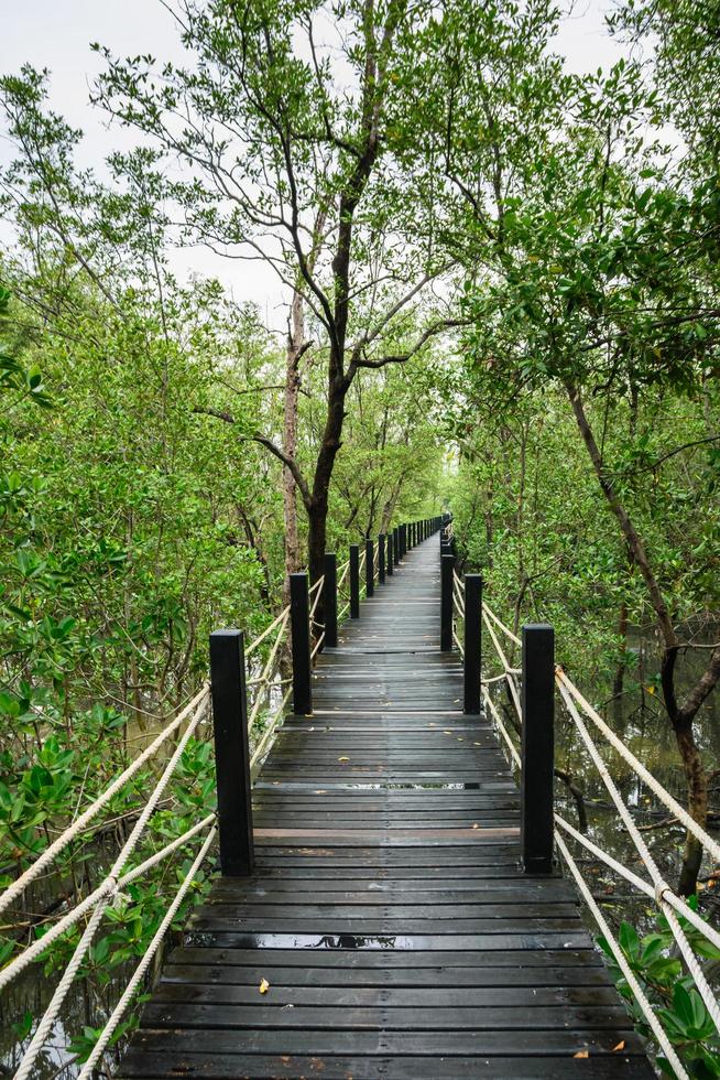 passerella nella foresta di mangrovie foto