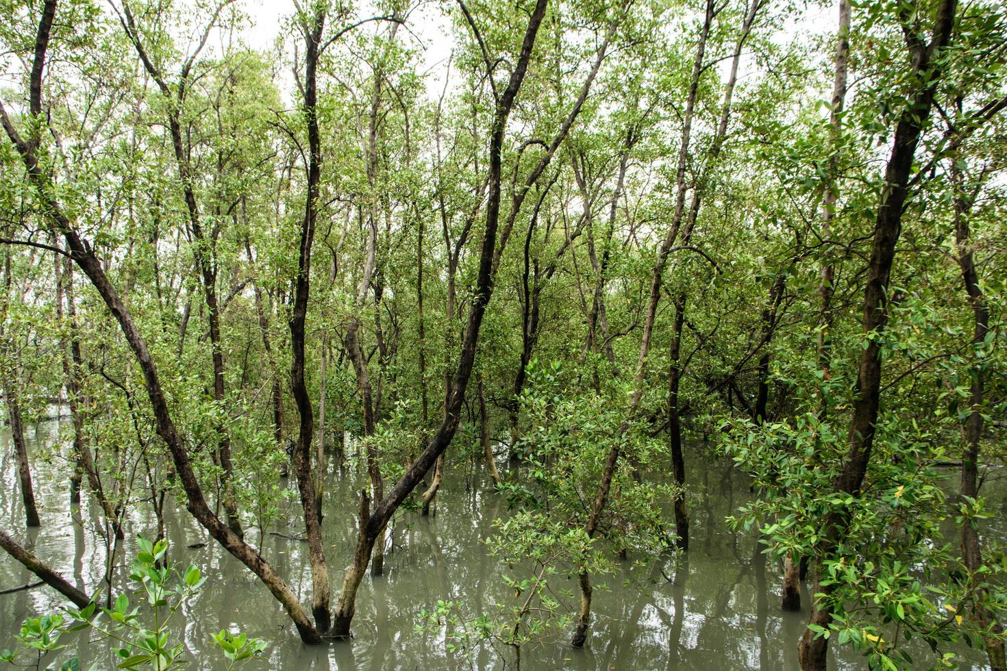 foresta di mangrovie in thailandia foto