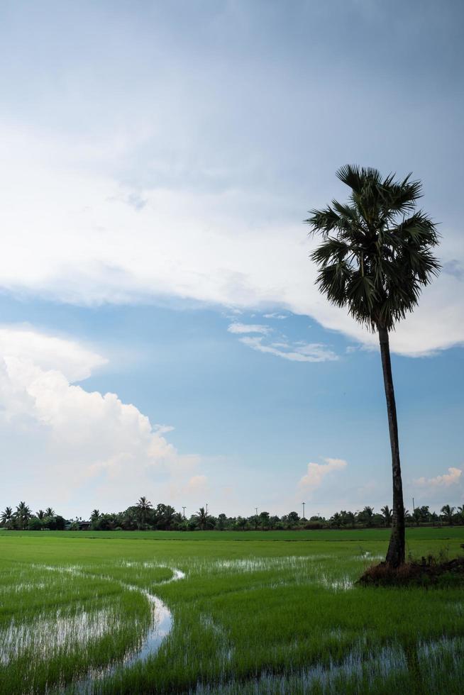 campo di riso in estate foto